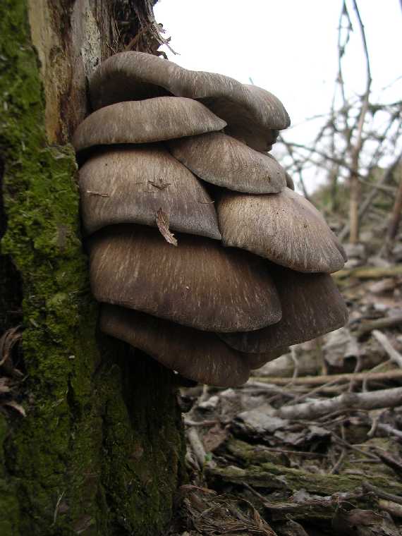 P. ostreatus - 14 marzo 2004 - 01