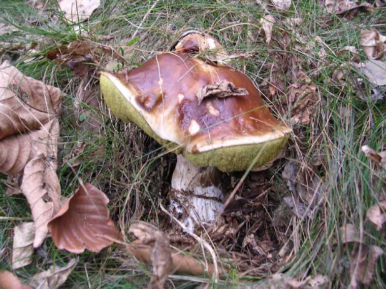 B. edulis - 01 ottobre 2005 - 23