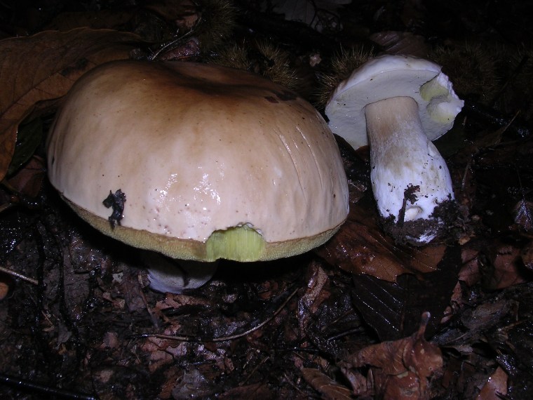 Boletus - 21 ottobre 2006 - 02