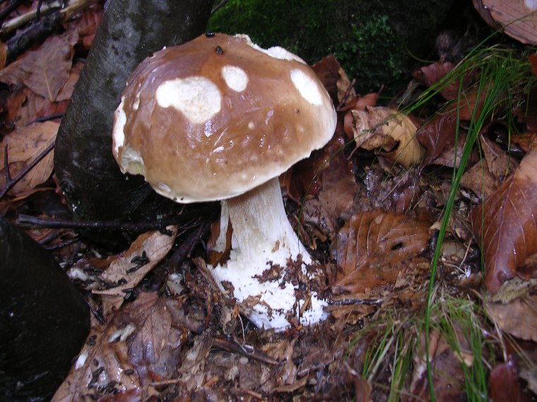 Boletus - 21 ottobre 2006 - 12