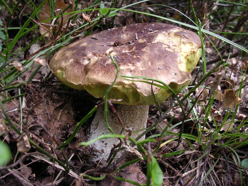 B. edulis - 13 Agosto 2011 - 01