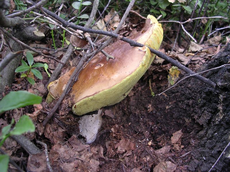 B. edulis - 13 Agosto 2011 - 02