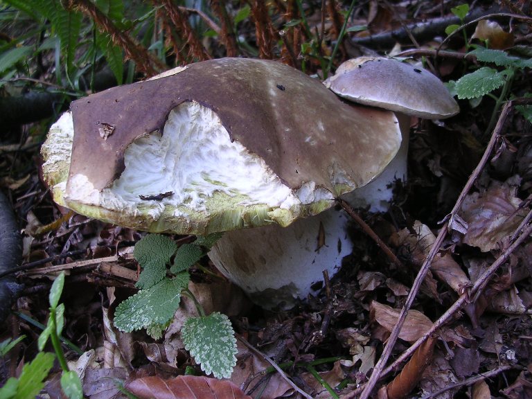 B. edulis - 15 Settembre 2012 - 02