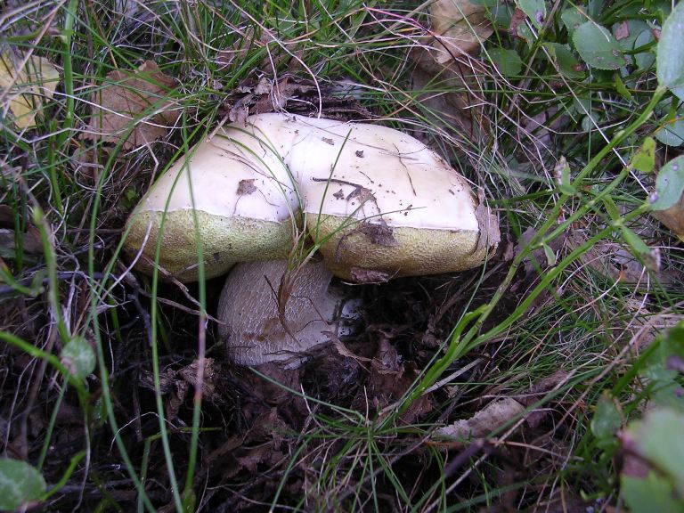 B. edulis - 15 Settembre 2012 - 04