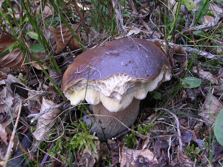 B. edulis - 15 Settembre 2012 - 05