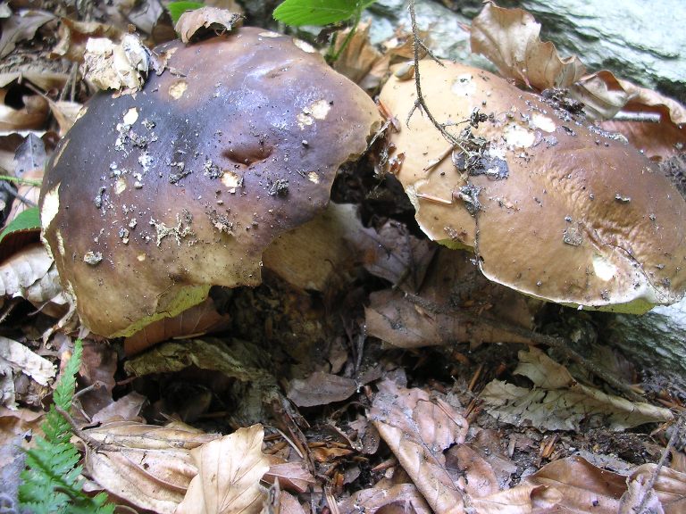 B. edulis - 22 Settembre 2012 - 09