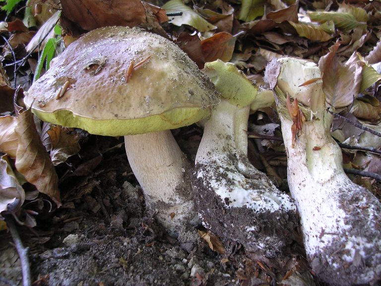 B. edulis - 22 Settembre 2012 - 17