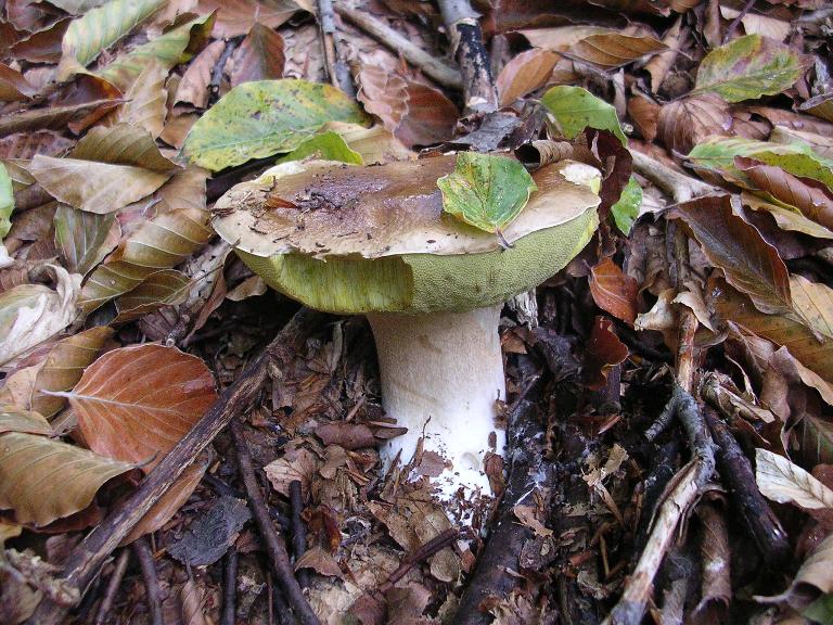 B. edulis - 29 Settembre 2012 - 01