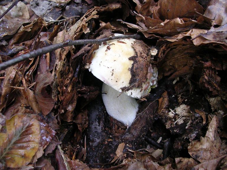 B. edulis - 29 Settembre 2012 - 03