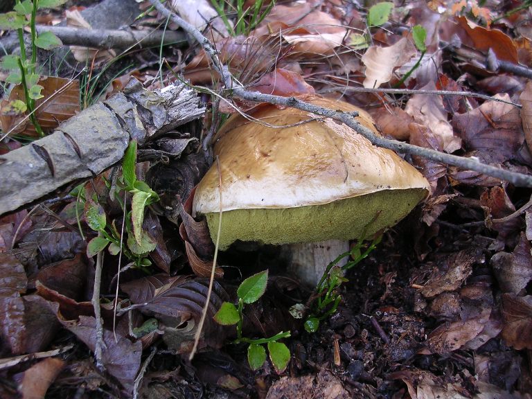 B. edulis - 3 Ottobre 2012 - 11