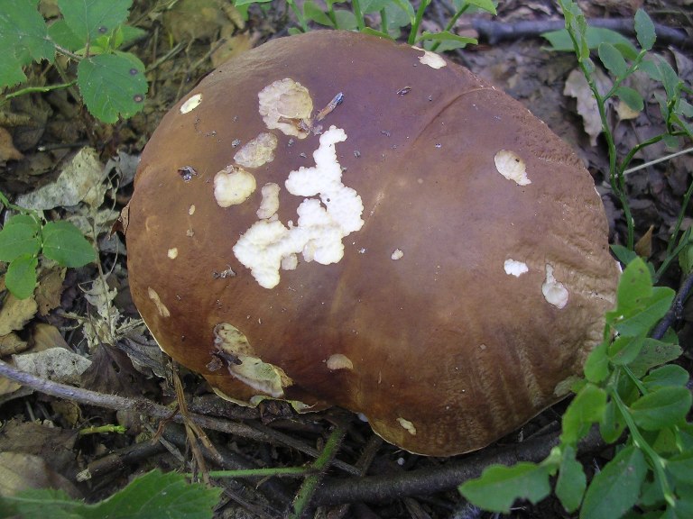 B. edulis - 4 Settembre 2013 - 04