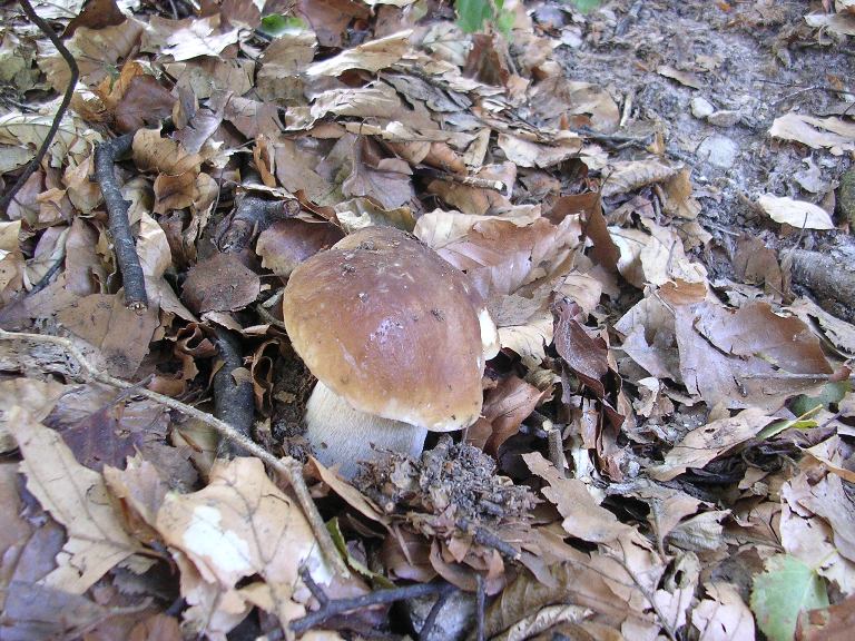 B. edulis - 7 Settembre 2013 - 03