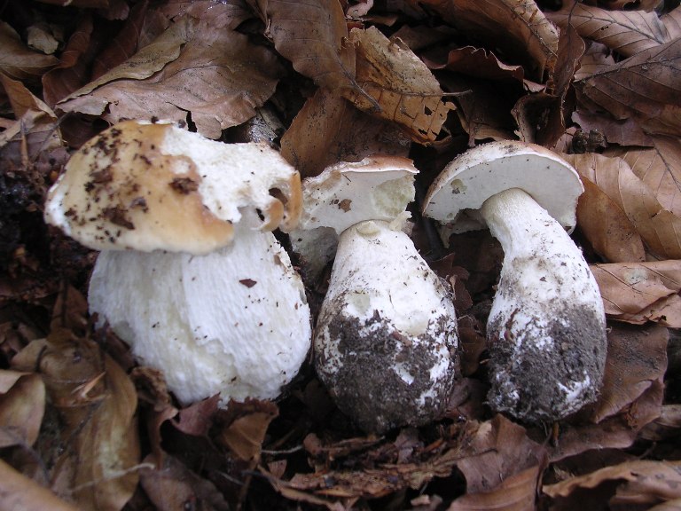 B. edulis - 7 Settembre 2013 - 08