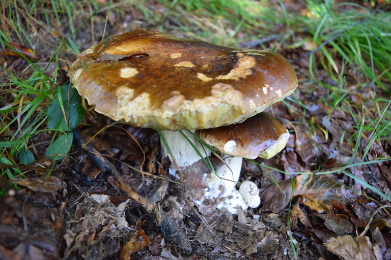 B. edulis - 1 settembre 2018 - 01