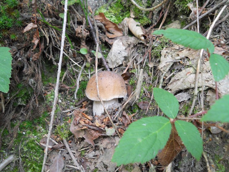 B. edulis - 13 Settembre 2018 - 01